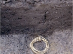 Fot. 9. Depozyt złotych pierścieni in situ (fot. Muzeum Narodowe w Kopenhadze).