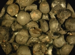 Fig. 2. Charred peas from an archaeological context. Photo M. Badura.