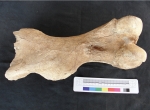 Foto 1. Kość ramieniowa nosorożca włochatego.